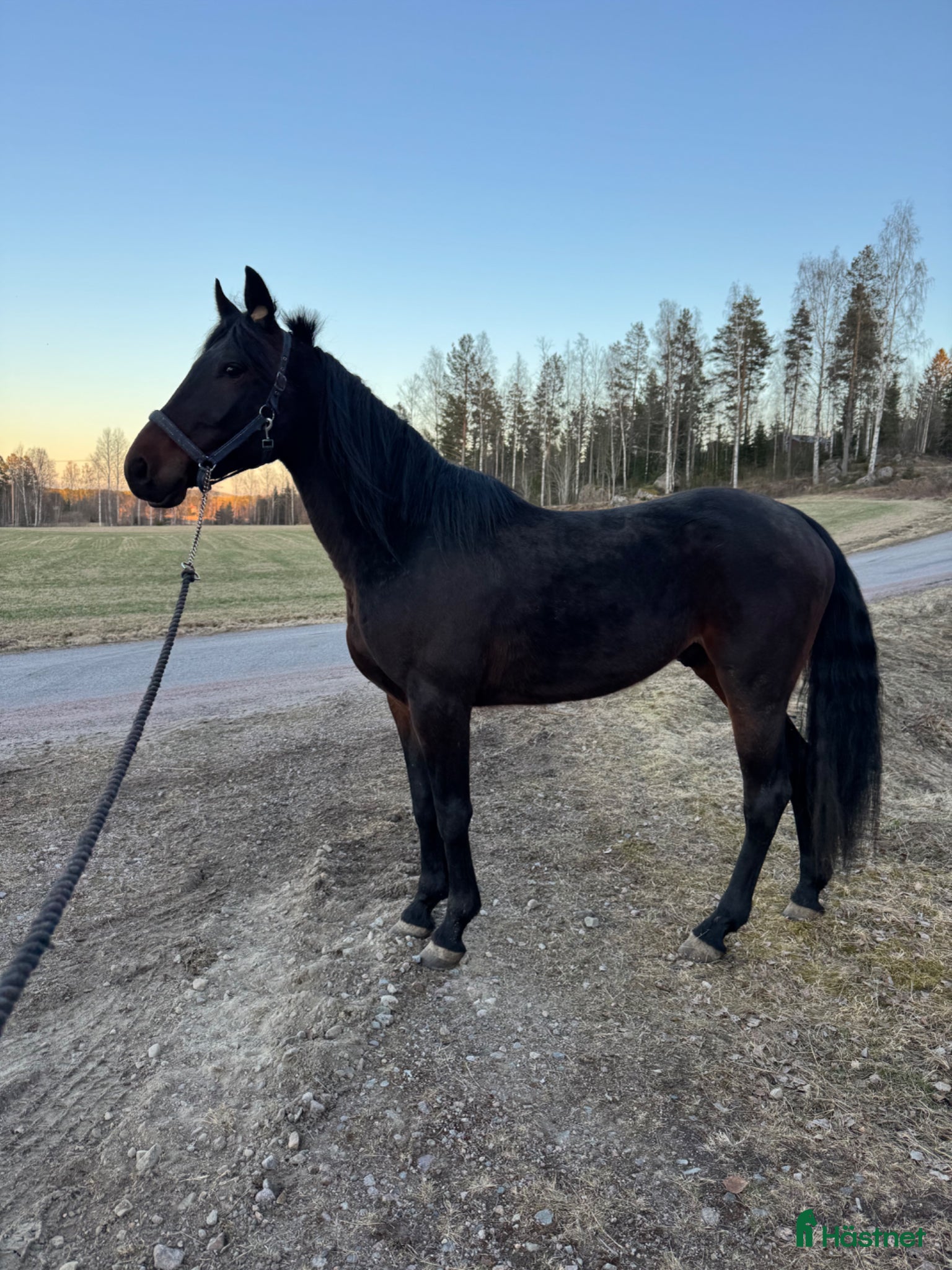  hästar Vacker valack  - Annons 3