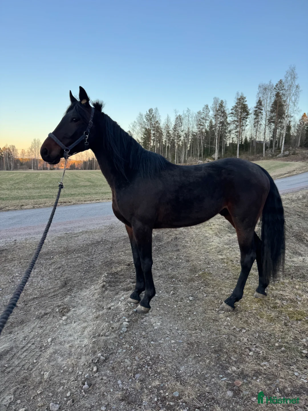 Övrigt hästar till salu: Vacker valack  - Annons 1