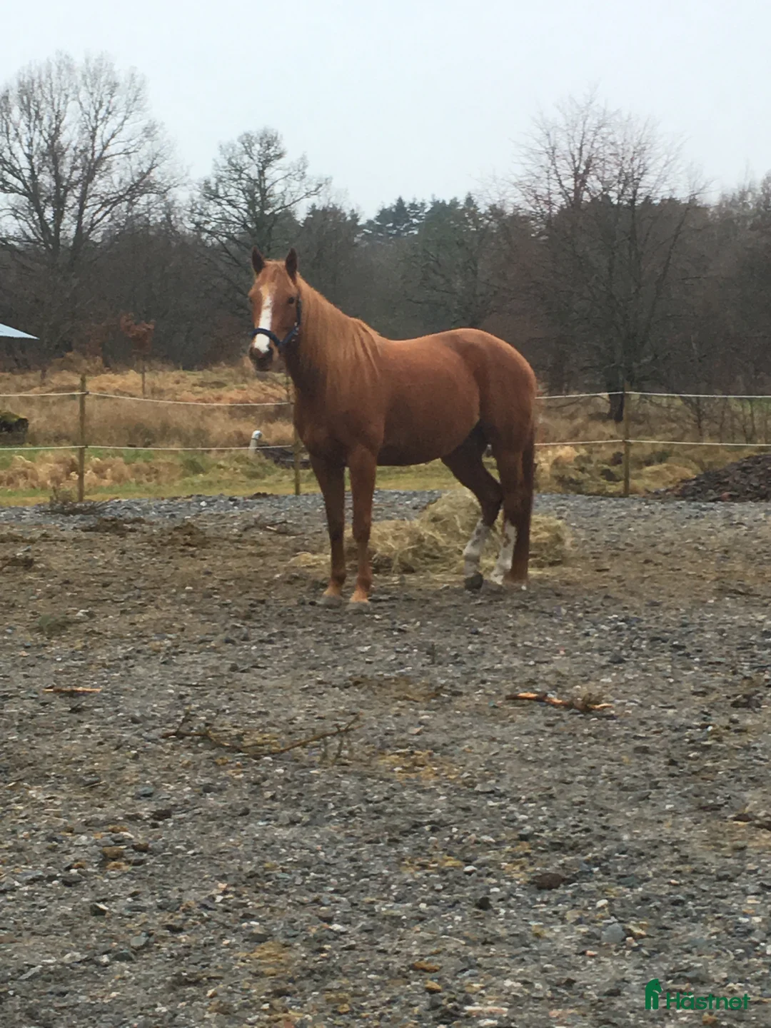 Western hästar till salu: Paintkorsning *reserverad* - Annons 2