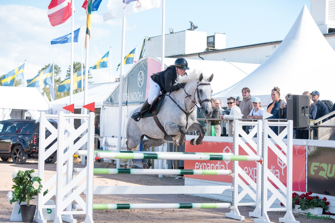 Hoppning hästar till salu: Fantastiskt sto tävlad 135 cm, Falsterbo, elmia  i Borås - Annons 2