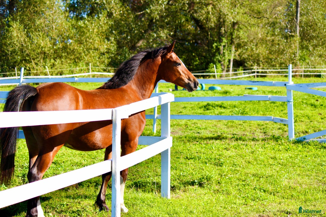Allround hästar till salu: ✨Guldbelönad Welsh i storlek för både barn & vuxna i Vingåker - Annons 8