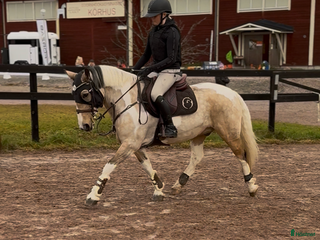 hästar Snäll c-ponny söker nytt hem💞 i Vikarbyn - Annons 16