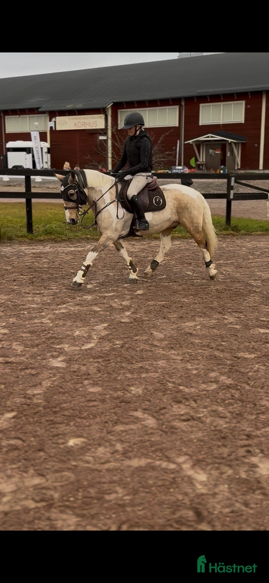 Hoppning hästar till salu: Snäll c-ponny söker nytt hem💞 i Vikarbyn - Annons 1