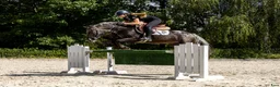 Hoppning hästar till salu: Amazing C-pony  - Annons 1