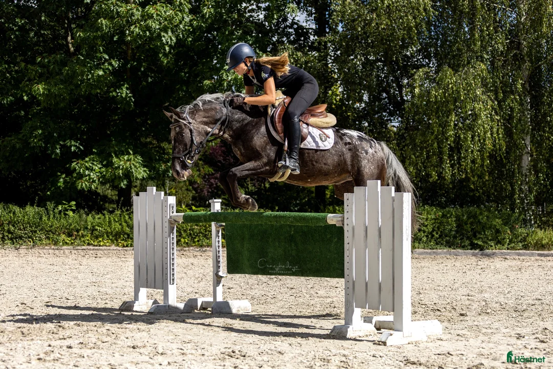 Hoppning hästar till salu: Amazing C-pony  - Annons 1