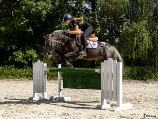 hästar Amazing C-pony - Annons 15