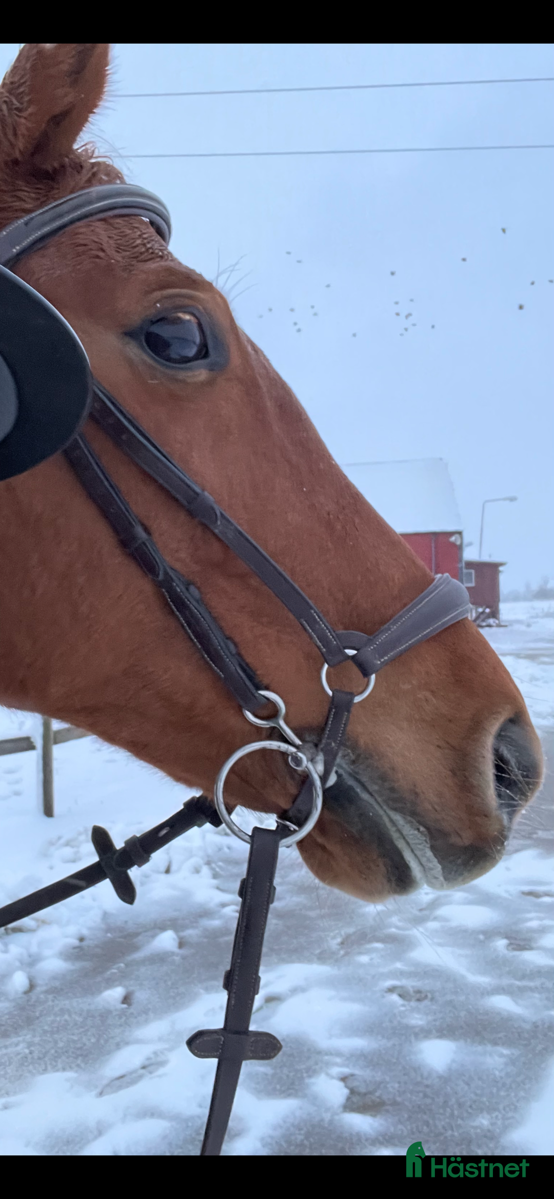 Träns hästutrustning till salu: Equipe träns i Flyinge - Annons 2