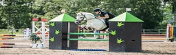 Allround hästar till salu: Ballyerk Dinny – Fantastisk C-ponny - Annons 6
