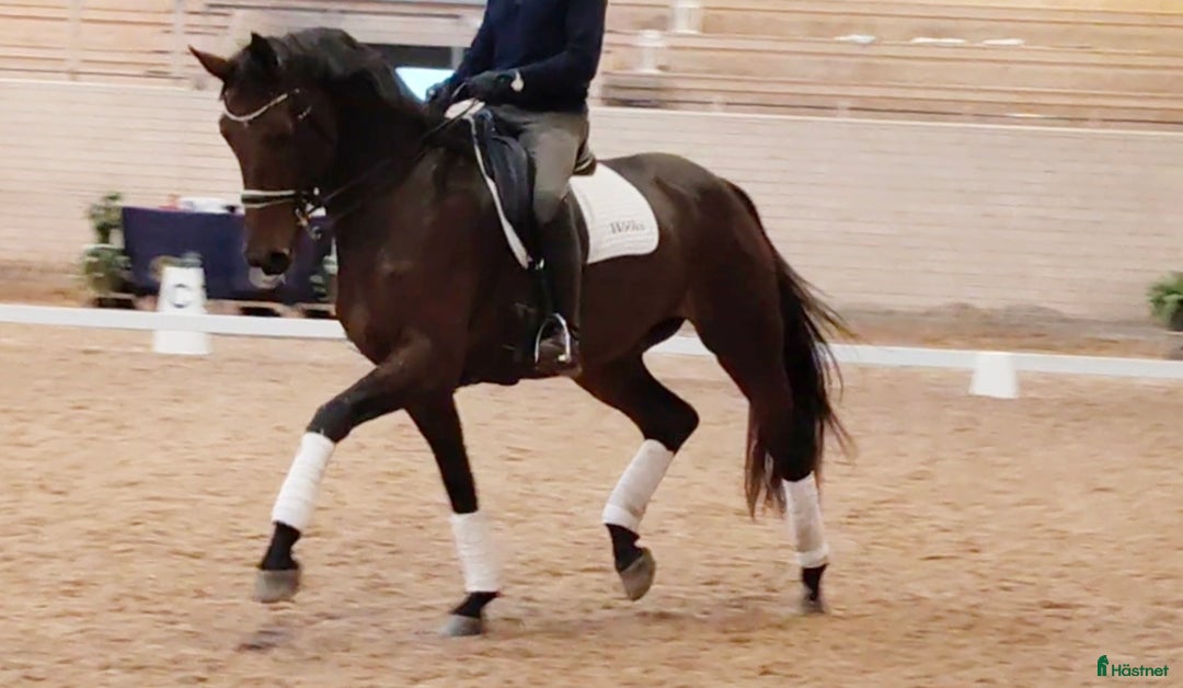 Dressyr hästar till salu: YR-häst men även perfekt dam-häst!! i Märsta - Annons 1