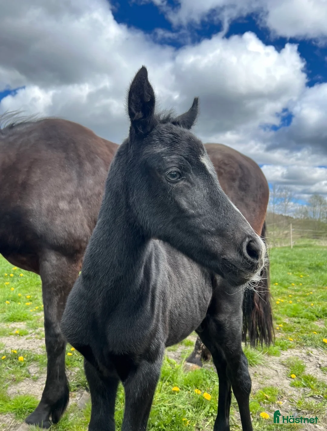 Allround hästar till salu: ❤️ flera ponnyer söker nytt hem ❤️ - Annons 2