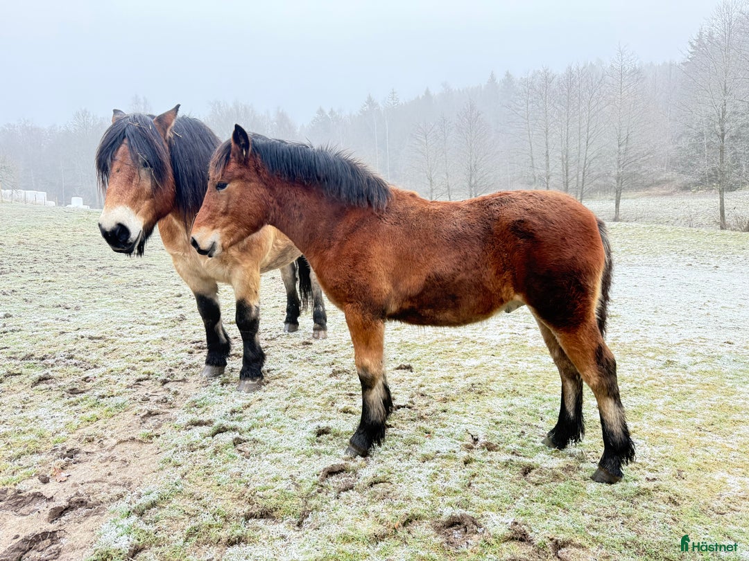 Körning hästar till salu: Dräktigt Elitsto samt Pigall 7 mån i Lilla Edet - Annons 4