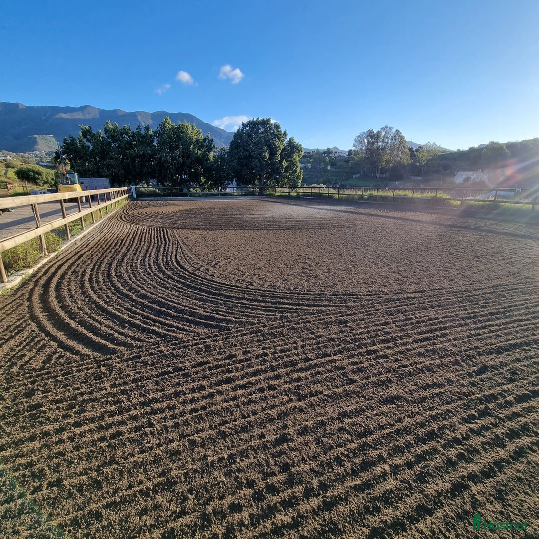 Hoppning hästar till salu: Kom ner till oss I Spanien och titta på häst! - Annons 4