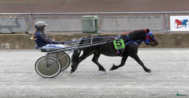  hästar i Borlänge - Annons 7
