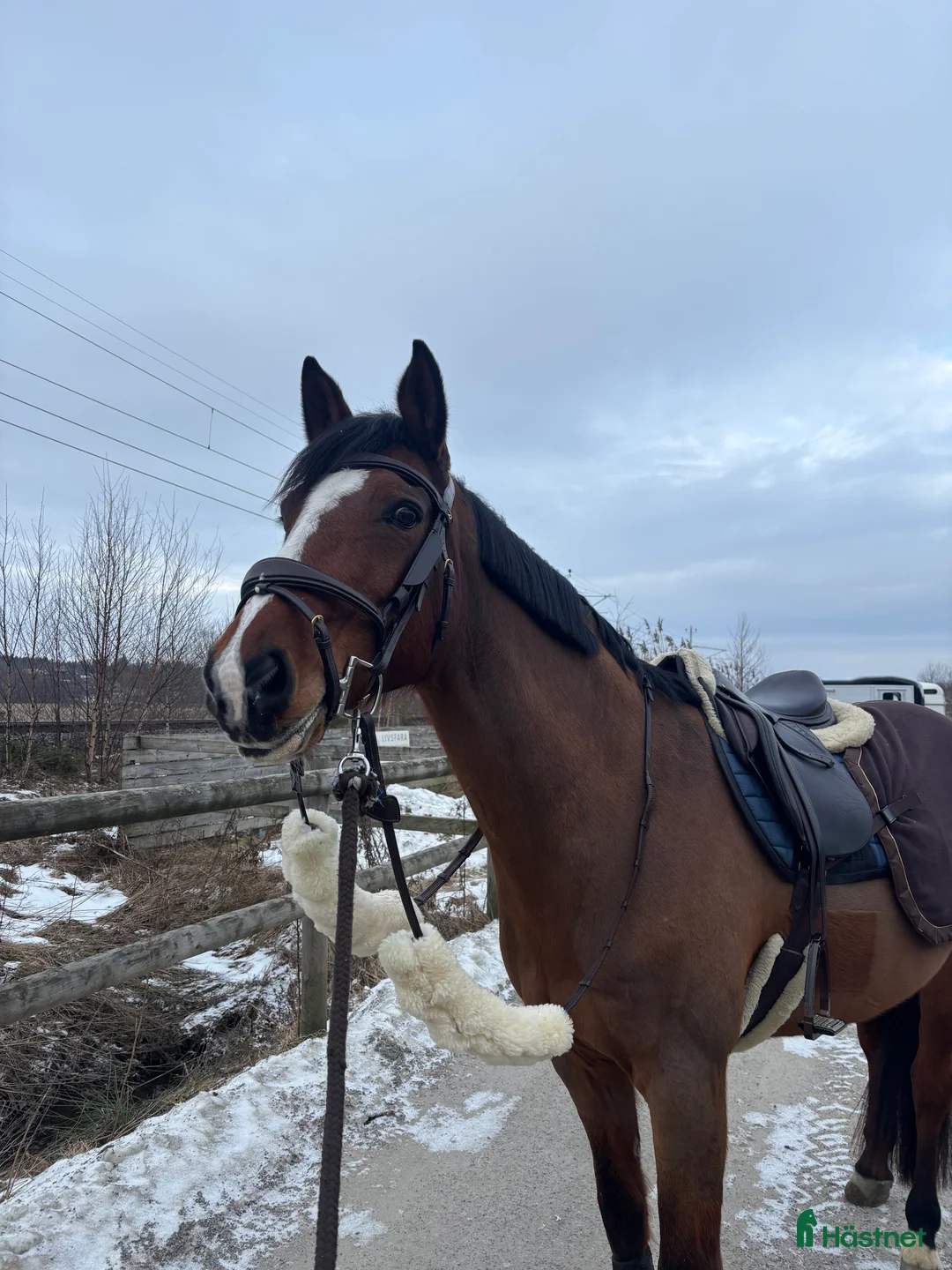 Allround hästar till salu: Vackert sto med fantastisk personlighet - Annons 1