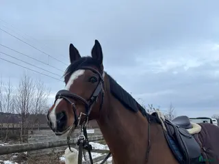 hästar Vackert sto med fantastisk personlighet - Annons 14