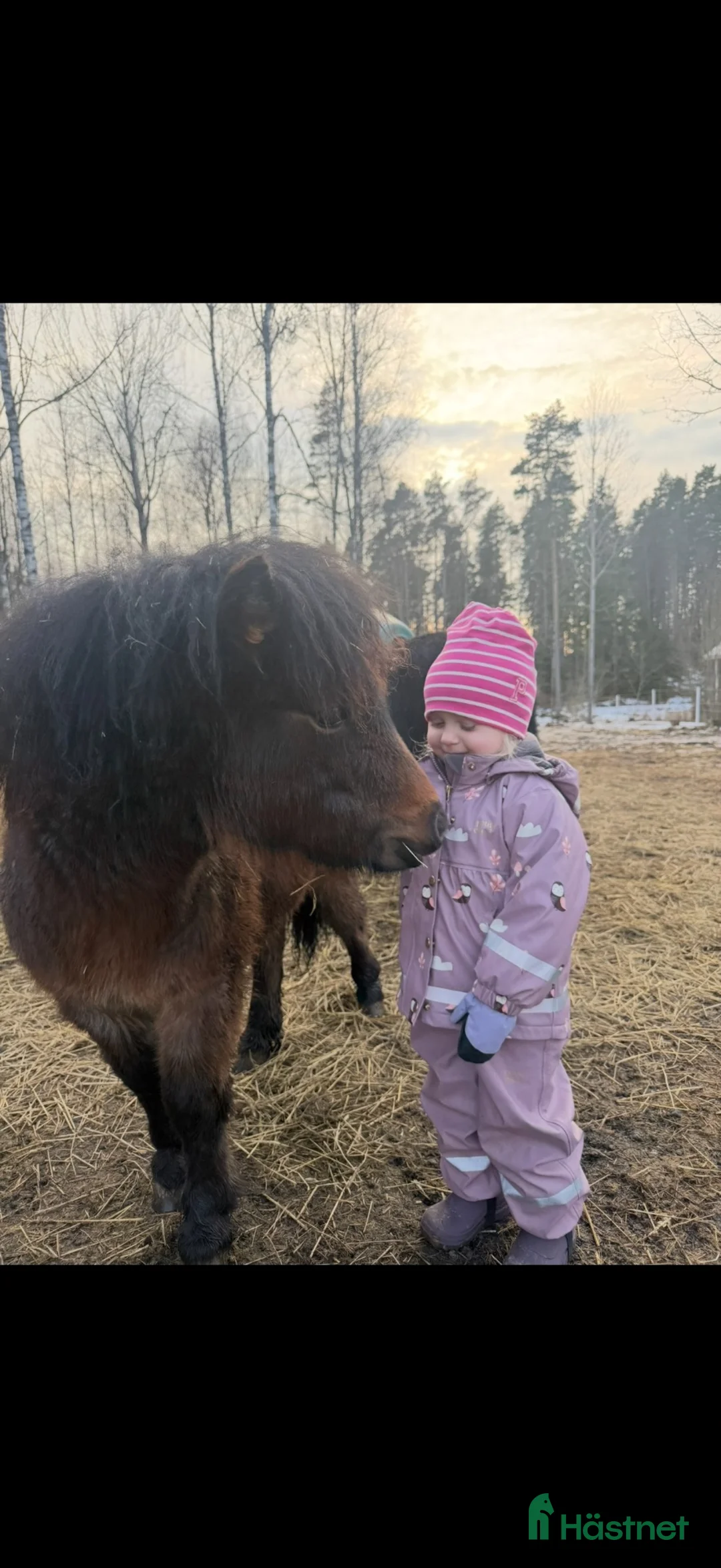 Allround hästar till salu: ✨Minna-lovande ungt sto med spännande stam ✨ - Annons 5