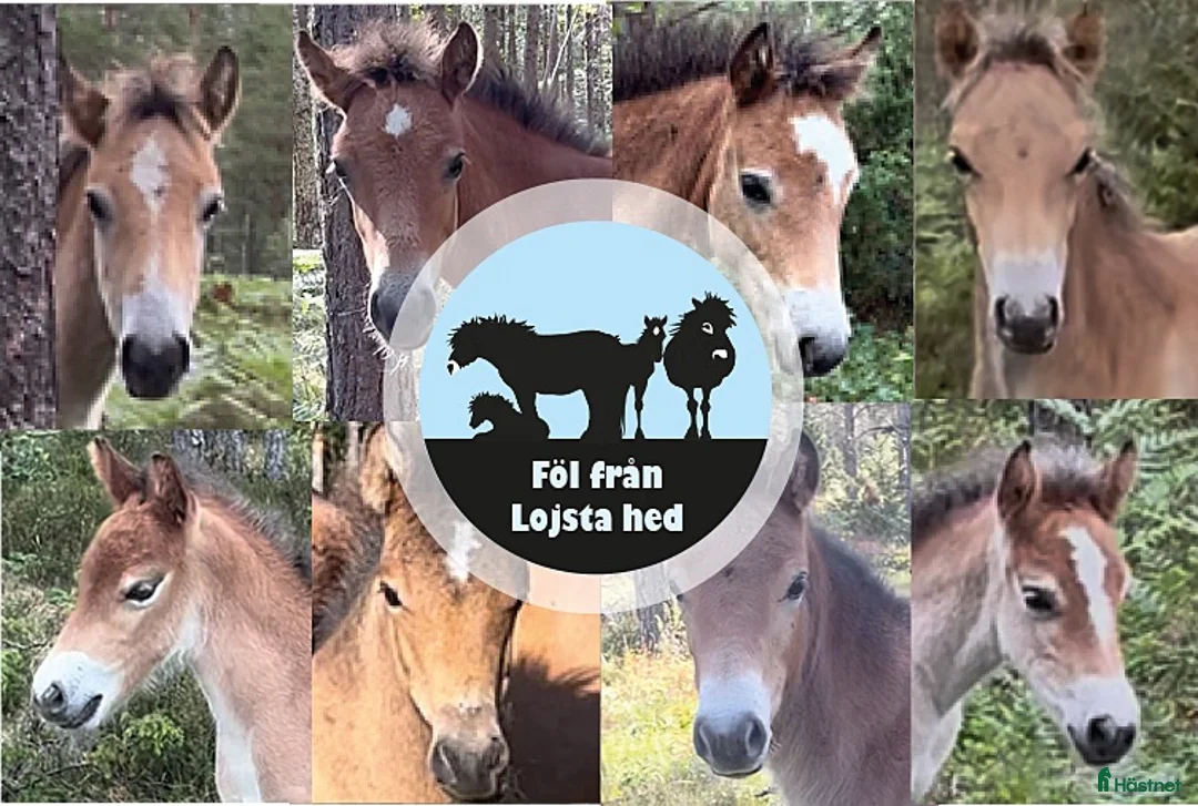 Allround hästar till salu: Russföl från Lojsta hed - Annons 1