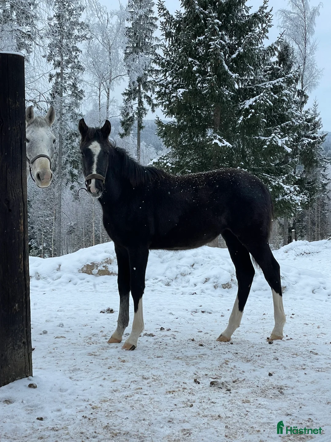 Hoppning hästar till salu: Sto -25 e. Special One - Cartier 🌟 - Annons 1