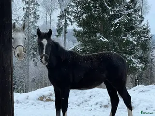 hästar Sto -25 e. Special One - Cartier 🌟 - Annons 13