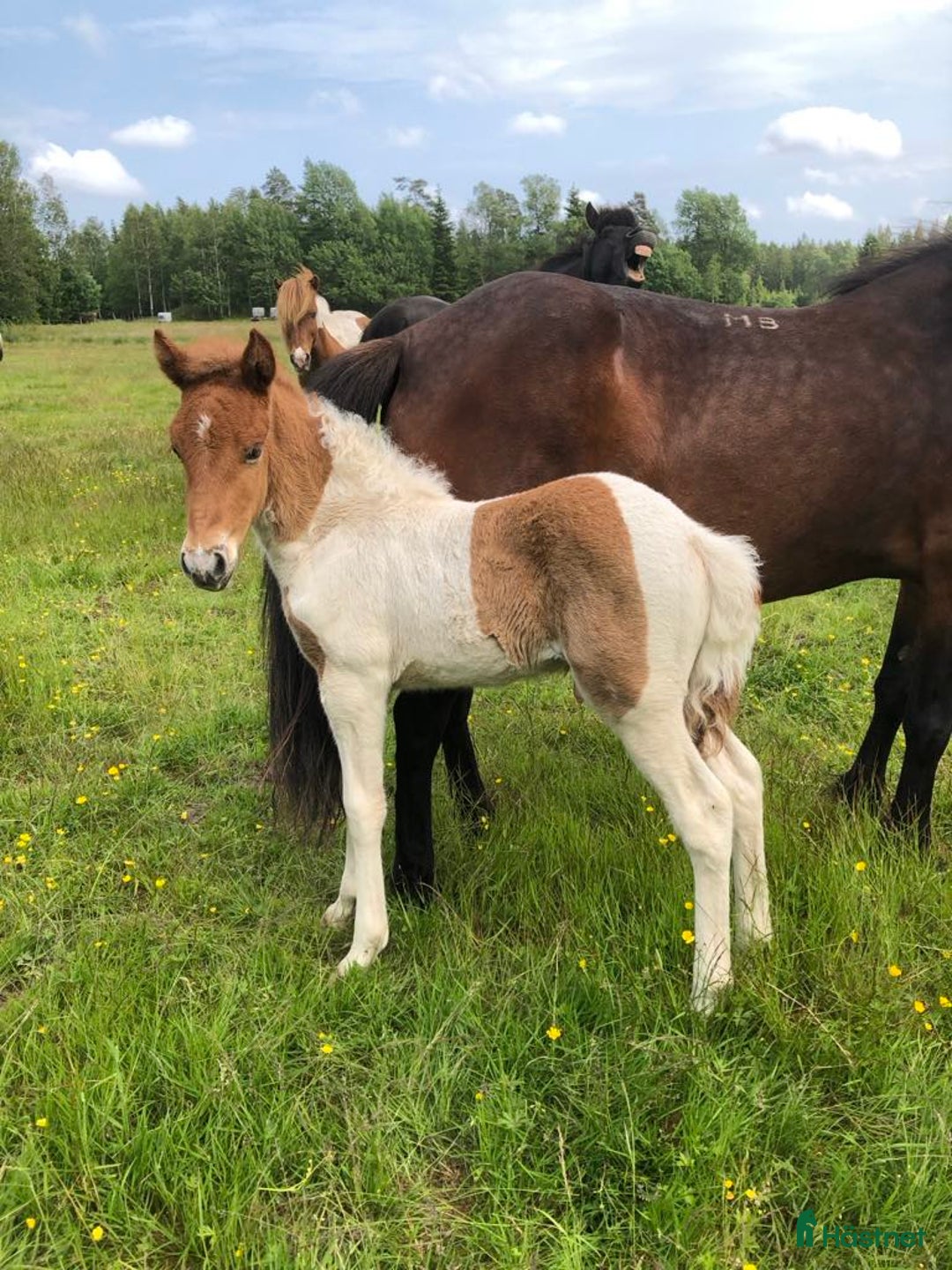 Island hästar till salu: Två superfina killar i Uddevalla - Bild 4