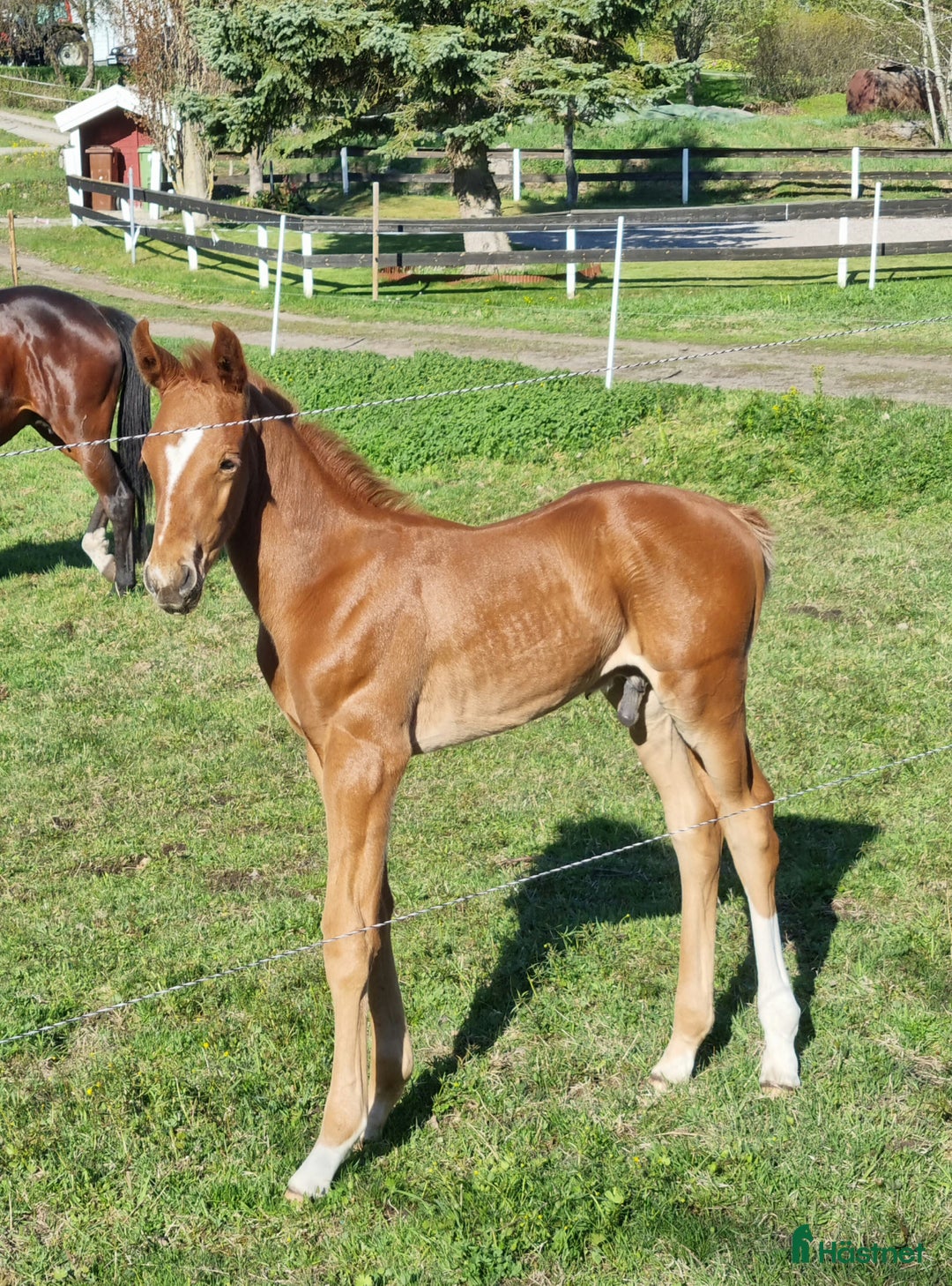 Dressyr hästar till salu: Diplom, 50 poäng på unghästtest. i Alnö - Annons 4