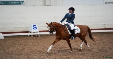  hästar i Linghem - Annons 12