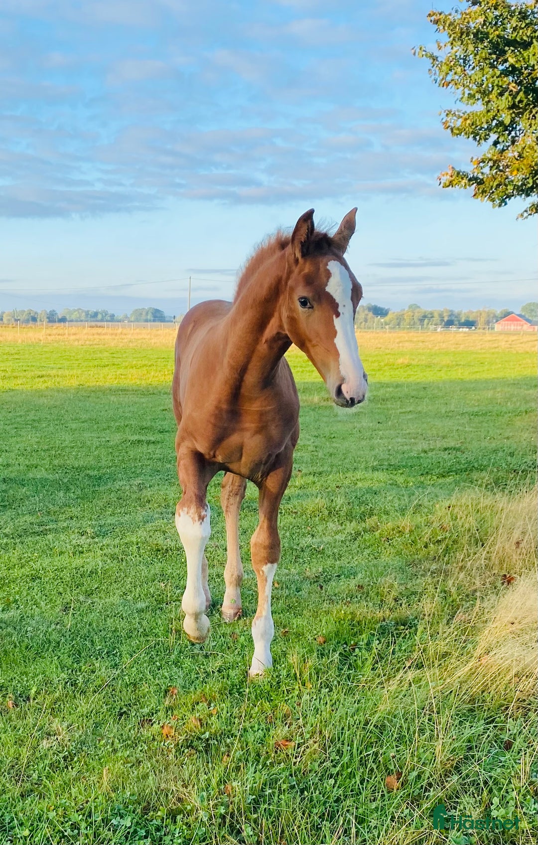 Hoppning hästar till salu: Tenjaku, framtidens segrare på hoppbanan,  i Mörarp - Annons 1