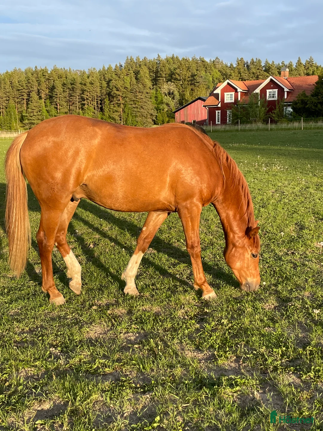 Allround hästar till salu: Elegant 3-årig valack e. Kespri DC ue. Zafferano i Bro - Annons 3