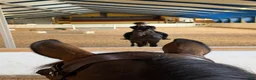 hästservice finnes: UTBILDNING TRÄNING TÄVLING FÖRSÄLJNING AV DIN 🐴 - Annons 3