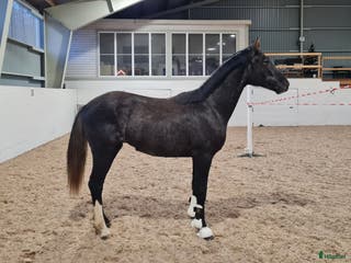 hästar Fantastisk liten häst - Annons 12