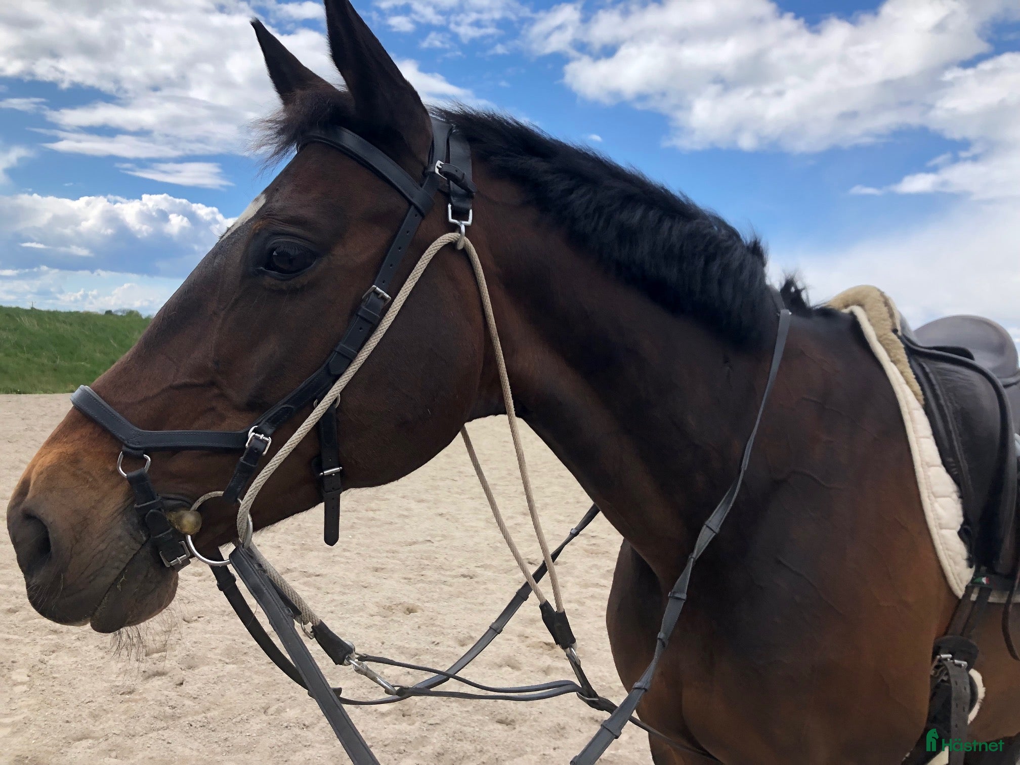  hästjobb Rider, sköter, hjälper till i stall i Skåne - Annons 4