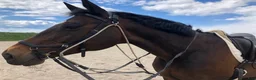  hästjobb finnes: Rider, sköter, hjälper till i stall i Skåne i Limhamn - Annons 1
