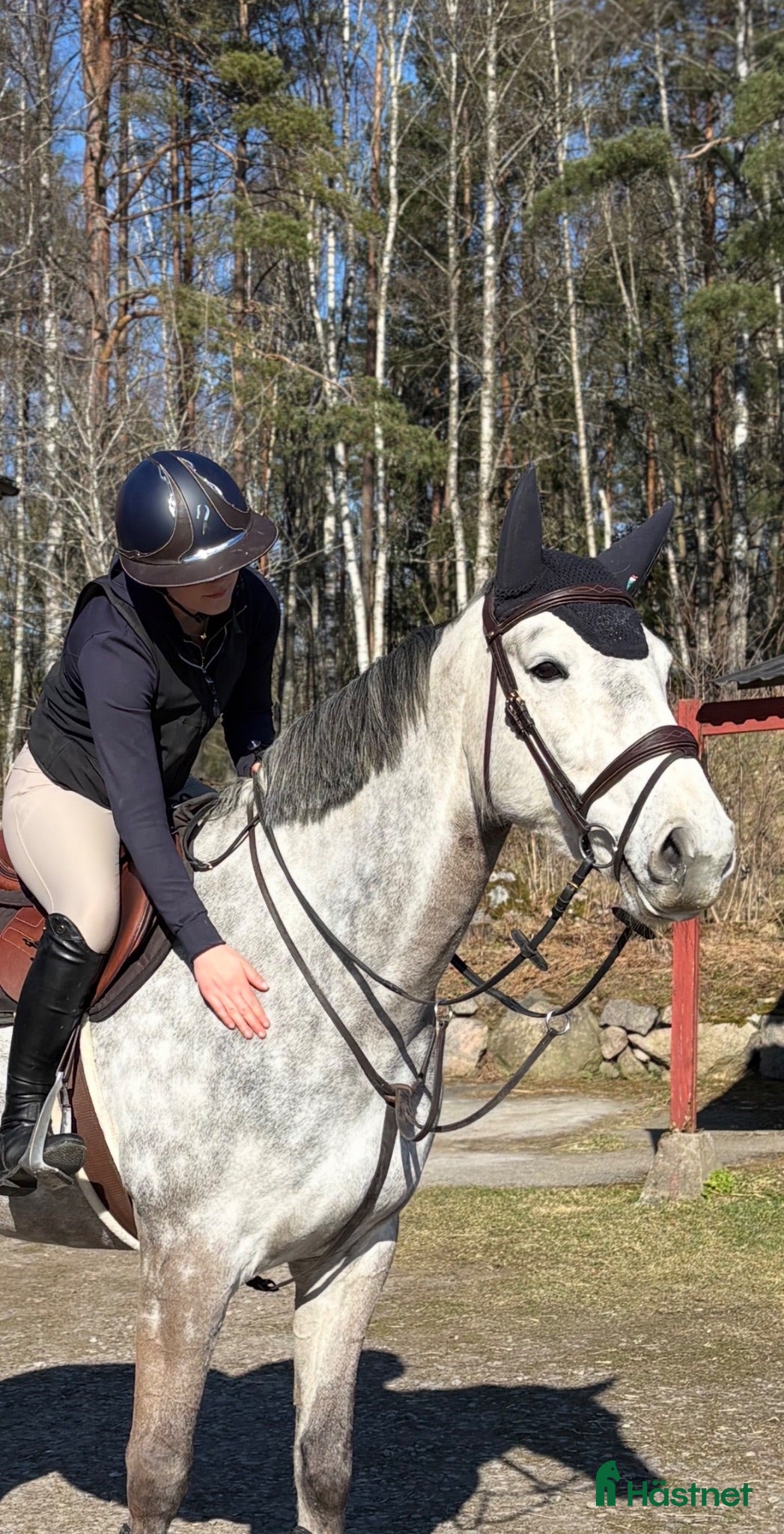  hästservice Utbildning, tillridning och försäljning  - Annons 7