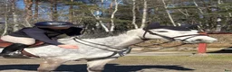  hästservice finnes: Utbildning, tillridning och försäljning  i Skogstorp - Annons 1