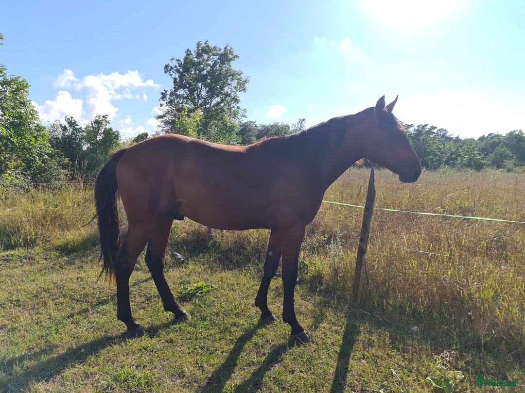 Trav hästar till salu: Ny trav stjärna ? i Havdhem - Annons 9