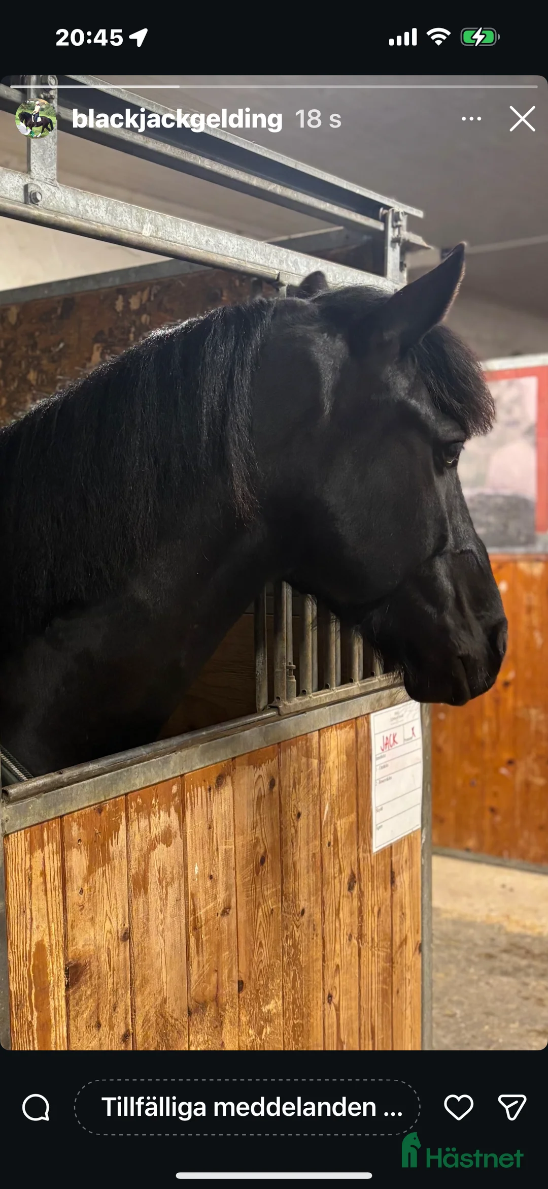 Allround hästar till salu: Medryttare sökes till stilig halv Frieser i Stockholm - Annons 1