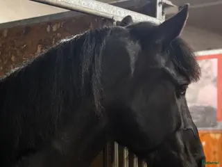 hästar Medryttare sökes till stilig halv Frieser i Stockholm - Annons 9