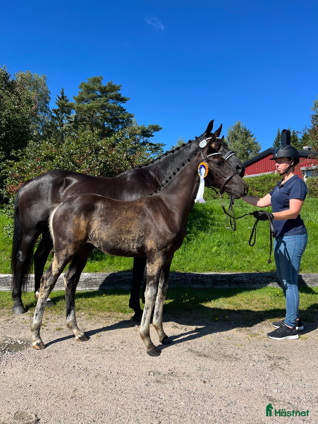 Dressyr hästar till salu: Söt 1-åring i Sätila - Annons 4