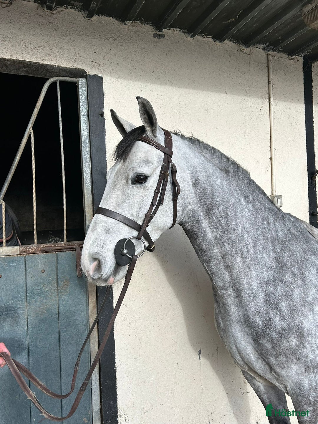 Allround hästar till salu: Alrounder/ Club Ponies i Vrigstad - Annons 5