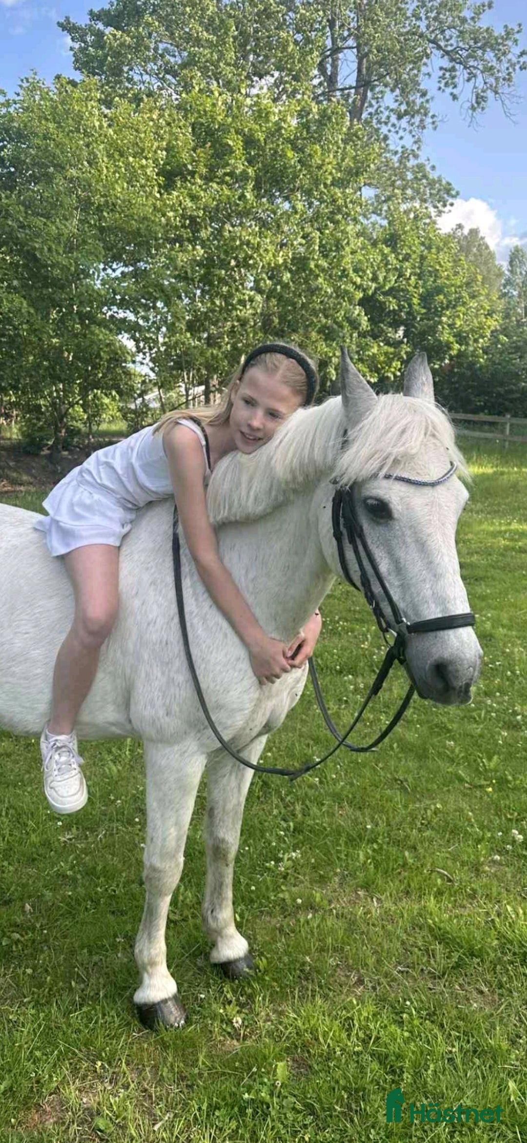  hästar Läromästare kat C - Annons 11