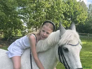 hästar Läromästare kat C - Annons 2