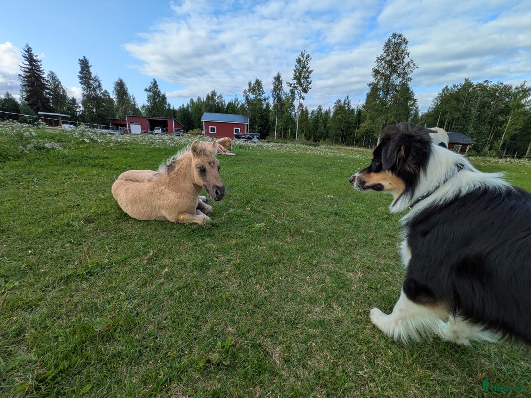 Allround hästar till salu: Härlig kille ! i Edsbyn - Annons 6