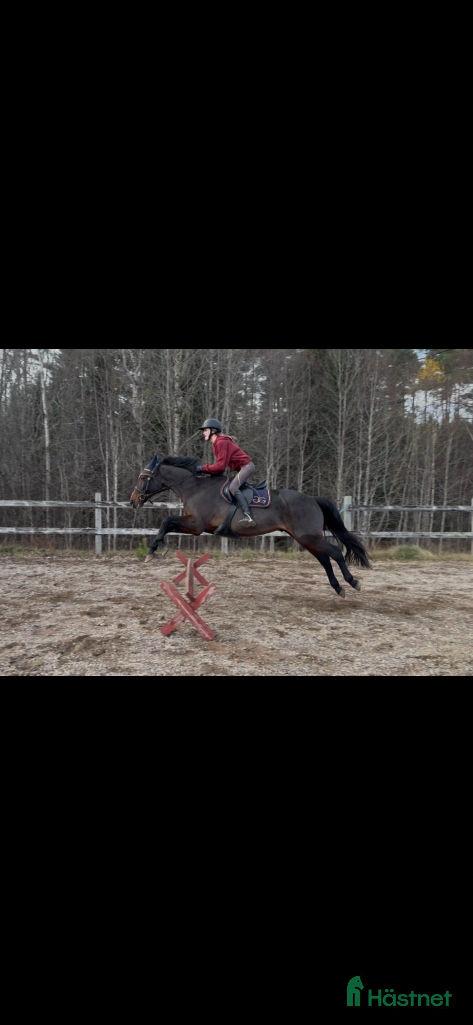  hästar Söker en ny bästa kompis!⭐️ - Annons 2