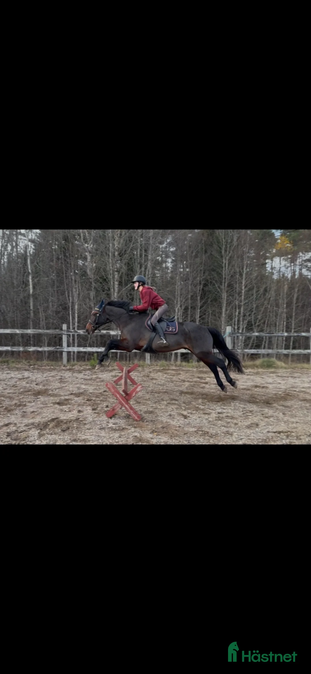 Allround hästar sökes: Söker en ny bästa kompis!⭐️ - Annons 2