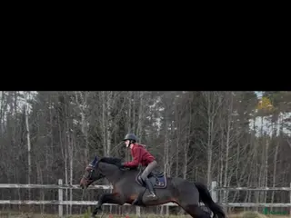 hästar Söker en ny bästa kompis!⭐️ - Annons 2