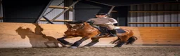 Dressyr hästar till salu: Top FEI pony  - Annons 11