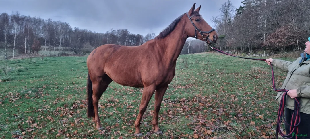 Dressyr hästar till salu: Snäll häst med stor gång och tävlingspotential - Annons 2