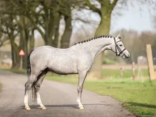 hästar 🌟 Supersnäll och vacker ungponny 🌟 i Borås - Annons 6