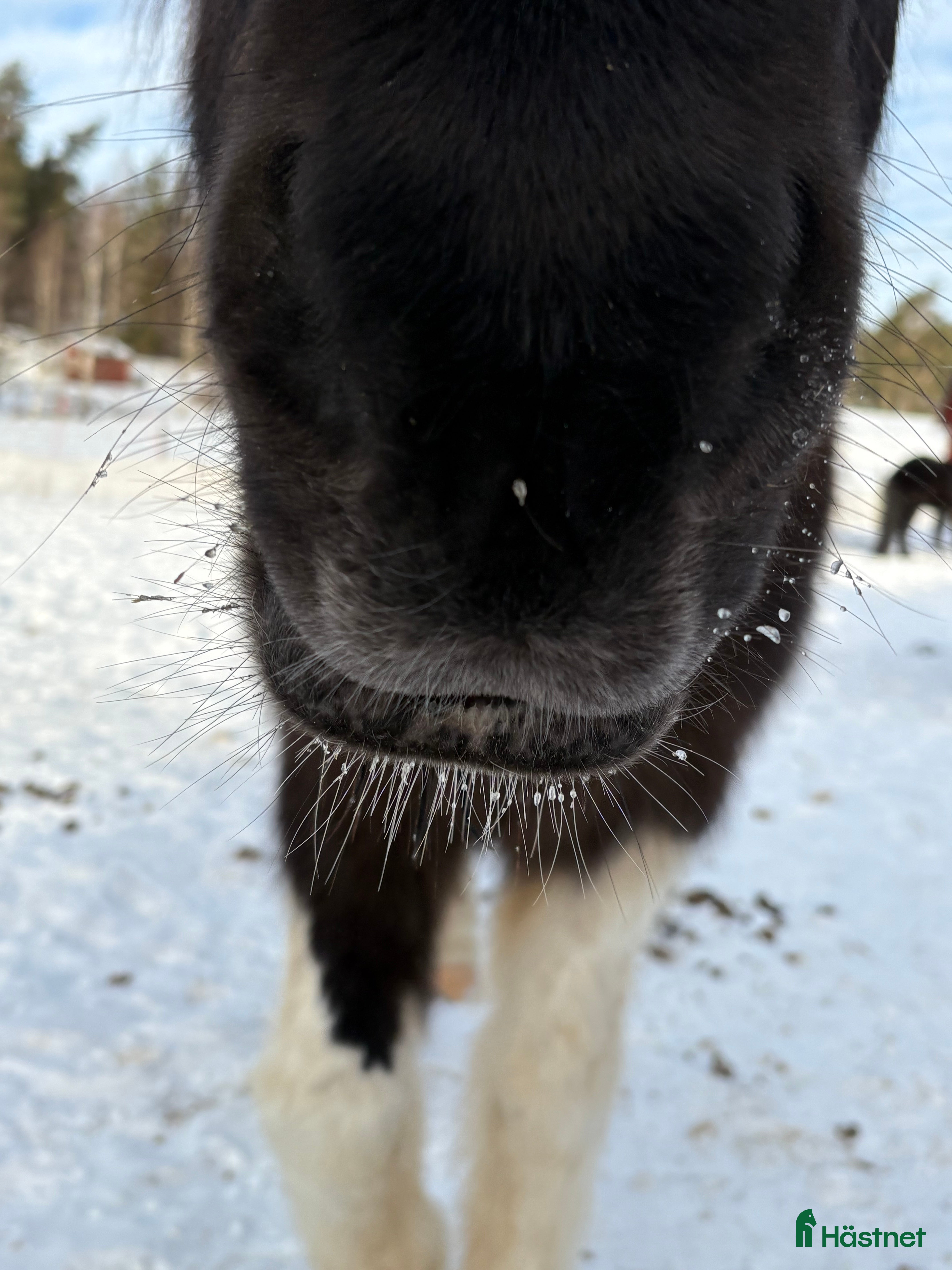  hästar SÖKER trygg islandshäst - Annons 1