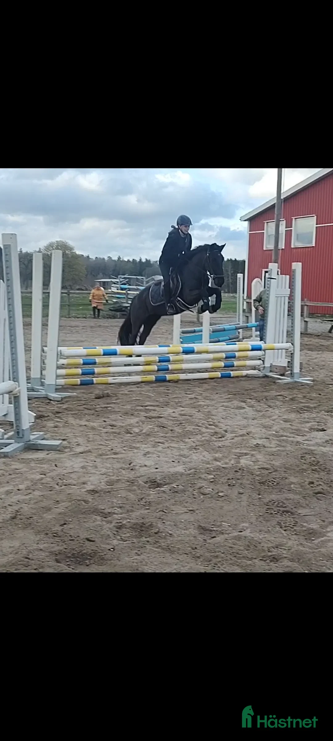 Allround hästar till salu: Världens finaste wonderful magic fellponny  i Ljung - Annons 11